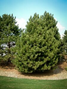 Сосна Чёрная (Pinus Nigra) купить по цене от 270.00р. в интернет-магазине «Посадика» с доставкой почтой в в Кондопогае и по всей России – [изображение №1].