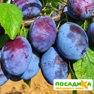 Слива Чачакская ранняя купить по цене от 229.00р. в интернет-магазине «Посадика» с доставкой почтой в в Кондопогае и по всей России – [изображение №1].