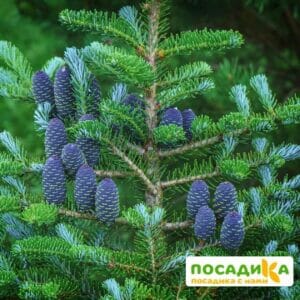 Пихта корейская (Abies koreana) купить по цене от 450.00р. в интернет-магазине «Посадика» с доставкой почтой в в Кондопогае и по всей России – [изображение №1].