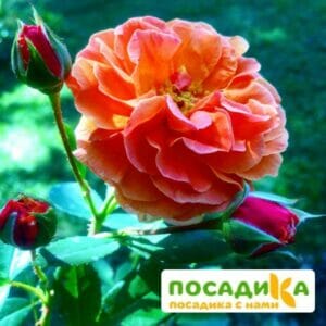 Роза Арабия купить по цене от 350.00р. в интернет-магазине «Посадика» с доставкой почтой в в Кондопогае и по всей России – [изображение №1].