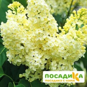 Сирень Примроуз (Primrose) купить по цене от 529.00р. в интернет-магазине «Посадика» с доставкой почтой в в Кондопогае и по всей России – [изображение №1].