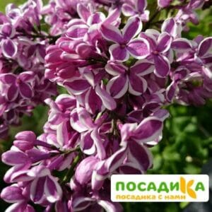 Сирень Сенсация купить по цене от 529.00р. в интернет-магазине «Посадика» с доставкой почтой в в Кондопогае и по всей России – [изображение №1].