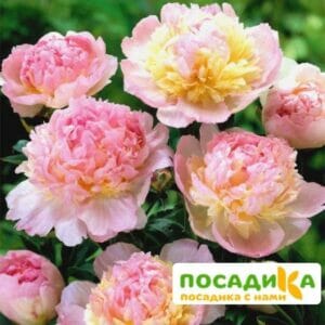 Пион Распберри Сандей (Paeonia Raspberry Sundae) купить по цене от 959р. в интернет-магазине «Посадика» с доставкой почтой в в Кондопогае и по всей России – [изображение №1].