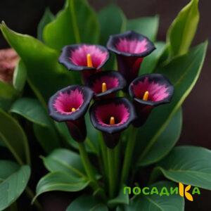 Калла Аура Лейс купить по цене от 400р. в интернет-магазине «Посадика» с доставкой почтой в в Кондопогае и по всей России – [изображение №1].