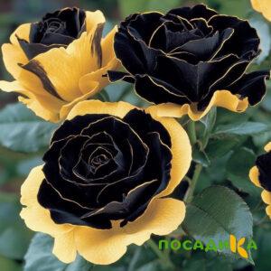 Роза Ханни Сикл купить по цене от 700р. в интернет-магазине «Посадика» с доставкой почтой в в Кондопогае и по всей России – [изображение №1].