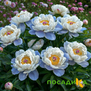 Пион акварельный Этюд купить по цене от 806р. в интернет-магазине «Посадика» с доставкой почтой в в Кондопогае и по всей России – [изображение №1].