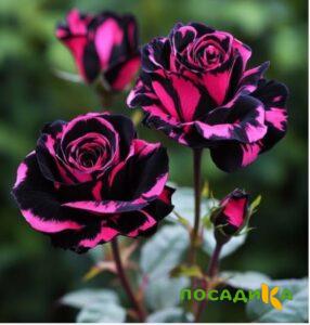 Роза Багровый Шепот купить по цене от 366р. в интернет-магазине «Посадика» с доставкой почтой в в Кондопогае и по всей России – [изображение №1].