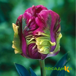 Тюльпан Экзотик Хэвен купить по цене от 186р. в интернет-магазине «Посадика» с доставкой почтой в в Кондопогае и по всей России – [изображение №1].